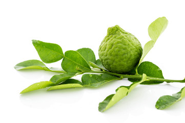 Kaffir lime fresh leaf