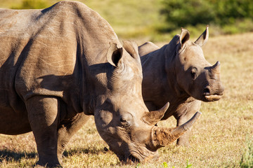 The White Rhinoceros (Ceratotherium simum)