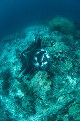 Manta Ray on Seamount