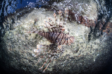 Lionfish Under Overhang