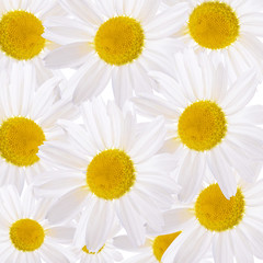 The beautiful daisy close up