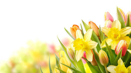 Freisteller Tulpen und Narzissen zu Ostern - obrazy, fototapety, plakaty