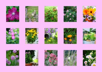 montage de floraison de printemps,été