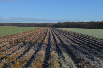 bare agricultural field lined by trees