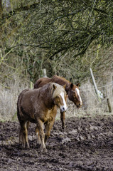 Fototapeta premium Vernachlässigte Pferde 7