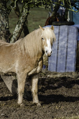 Vernachl&auml;ssigte Pferde 2