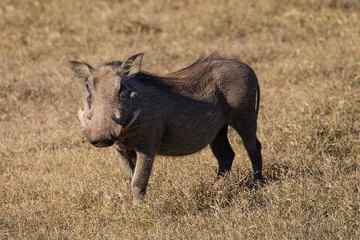 The Curious Young Warthog (Phacochoerus africanus)