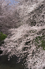 川をおおう桜の群生