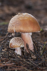 Amanita rubescens growing on the forest floor