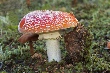 Amanita muscaria growing in moss