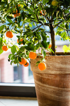 Little orange tree in terracotta pot.