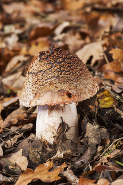 Amanita rubescens growing on the forest floor