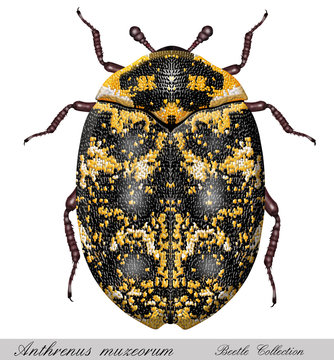 anthrenus muzeorum, carpet beetles