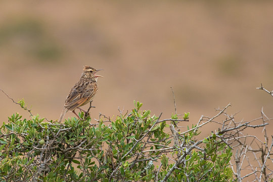 The Rufous Naped Lark (Mirafra africana) Singing In A Tree