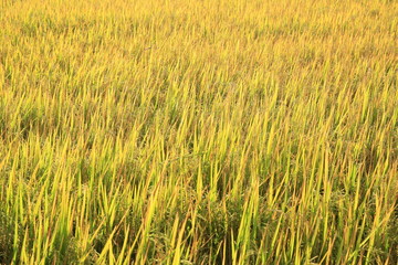  rice paddy 