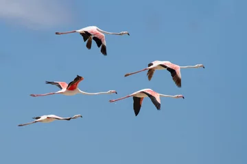 Wall murals Flamingo Flock of flamingos taking off from lagoon to fly away