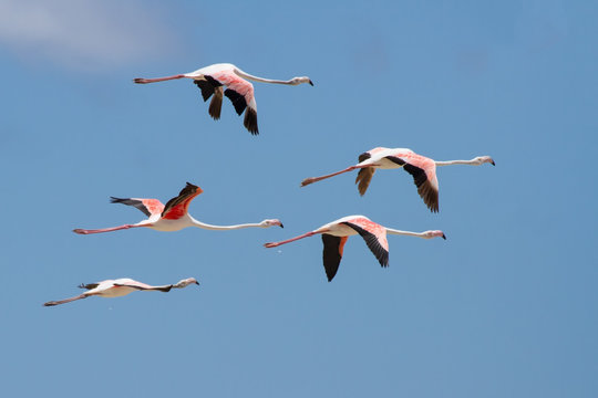 Flock of flamingos taking off from lagoon to fly away