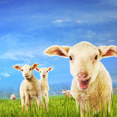 Lambs in green grass