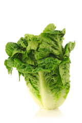 freshly harvested little gem lettuce on a white background © tpzijl