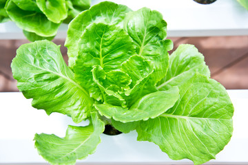 Fresh hydroponic vegetable in garden.