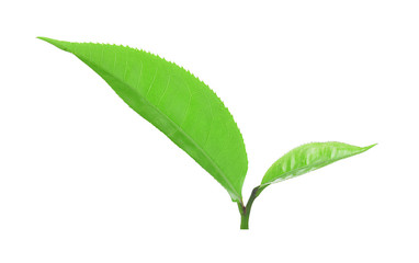 Green tea leaf isolated on white background.