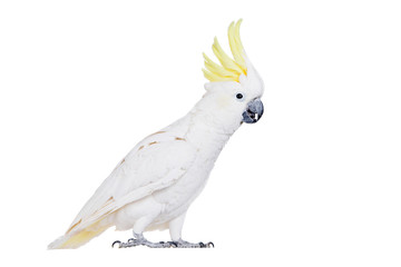 Sulphur-crested Cockatoo, isolated on white - obrazy, fototapety, plakaty