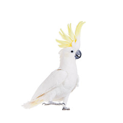 Sulphur-crested Cockatoo, isolated on white - obrazy, fototapety, plakaty