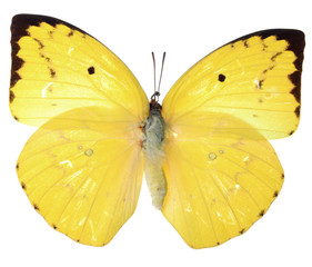 butterfly isolated on white background