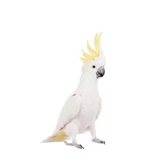 Wall murals Parrot Sulphur-crested Cockatoo, isolated on white