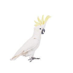 Sulphur-crested Cockatoo, isolated on white © Farinoza