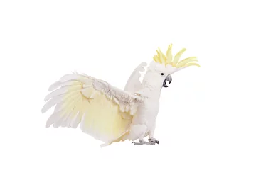 Gartenposter Papagei Schwefelhaubenkakadu, isoliert auf weiß