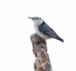 White-breasted Nuthatch in Winter on White Background