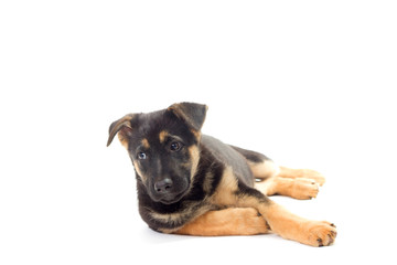 puppy looking, German Shepherd