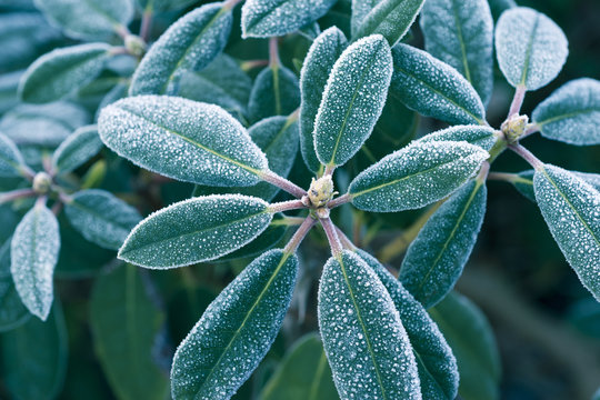 Hoarfrost On Green