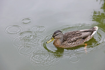 Floating wild duck