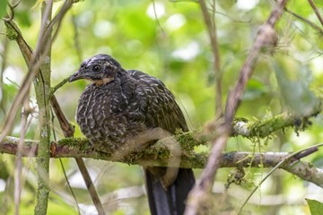 Jacuaçu (dusky-legged guan) perched on a tree branch inside the tropical forest