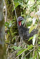 Wild bird typical of tropical forests called Jacuaçu