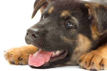 puppy muzzle close up