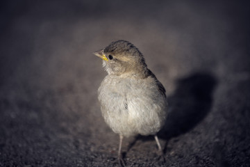 Yellow-beaked sparrow.