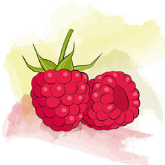 Vector raspberry on watercolor background
