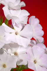 Obraz premium Phlox flowers
