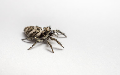 A Zebra Jumping Spider