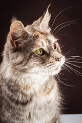 maine coon cat on black brown background © tania_wild