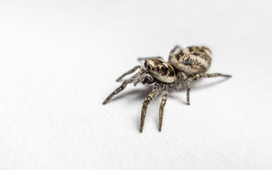 A Zebra Jumping Spider