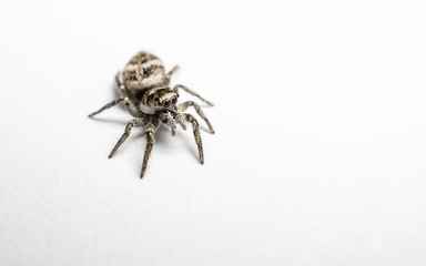 A Zebra Jumping Spider