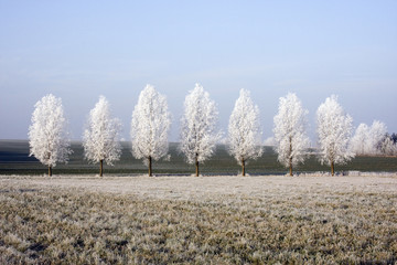 Winterlandschaft - Raufrost auf Bäumen