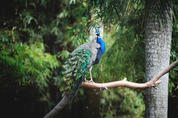 A beautiful peacock on a tree