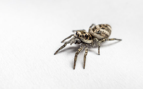 A Zebra Jumping Spider