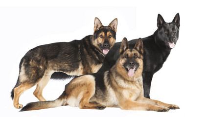 drei Schaeferhunde
