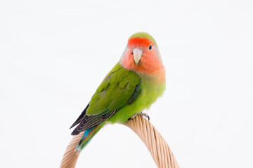 Fototapeta na wymiar oiseau inséparable roséicolis - lovebird